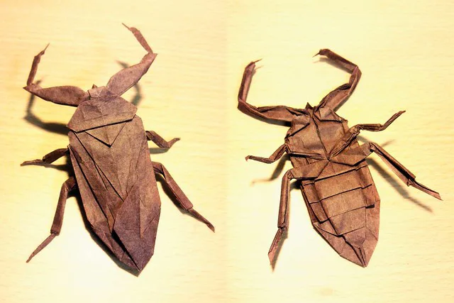 Lethocerus deyrollei