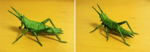 Locust - Melanoplinae grasshopper