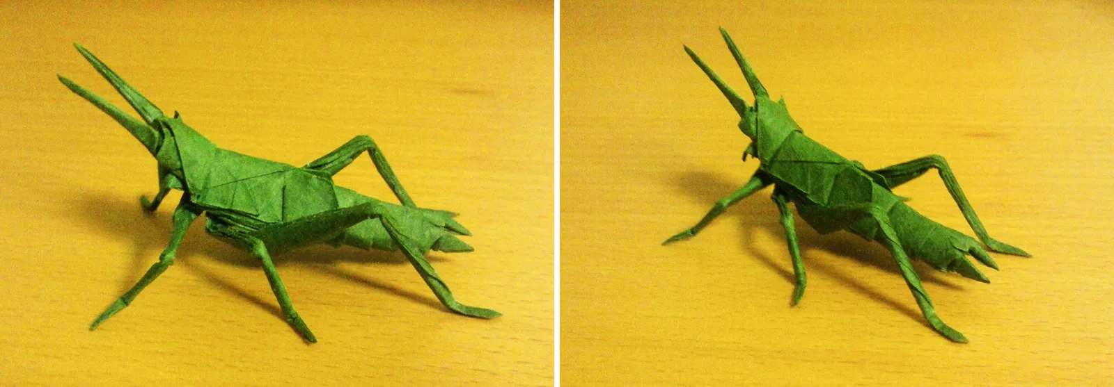 Locust - Melanoplinae grasshopper