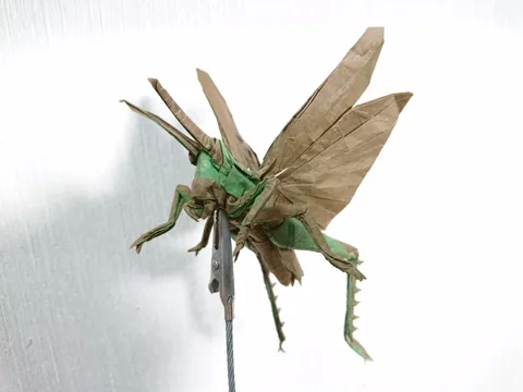 Locust Flying