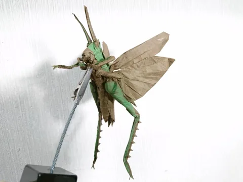 Locust Flying
