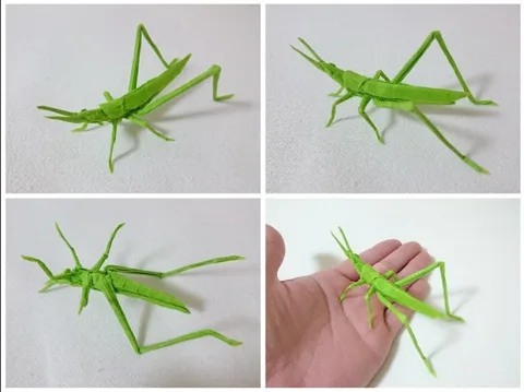 Locust long headed (PD) Grasshopper