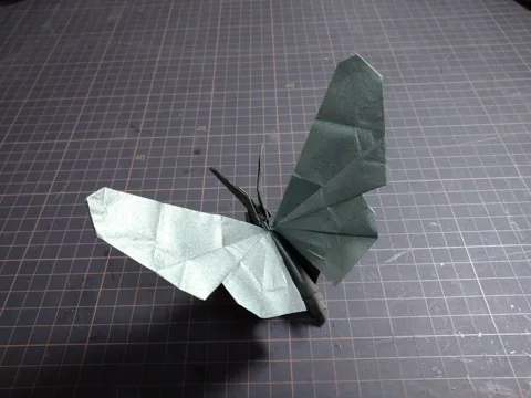 One Cut Butterfly- Pupa Becomes Butterfly
