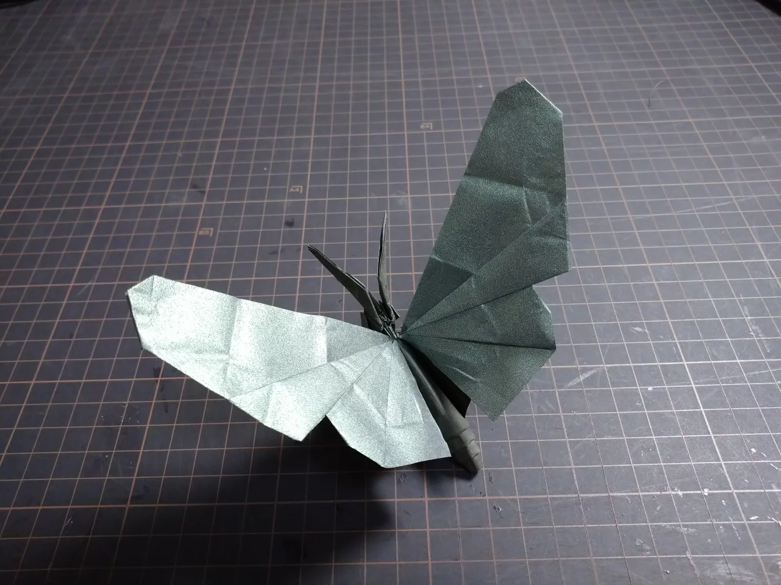 One Cut Butterfly- Pupa Becomes Butterfly