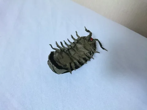 Pill bug
