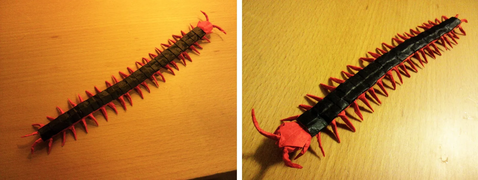 Red headed centipede (PD)