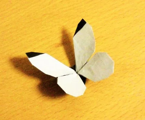 Small white butterfly v1 (PD)