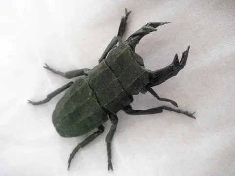 Stag Beetle - Dorcus Curvidens