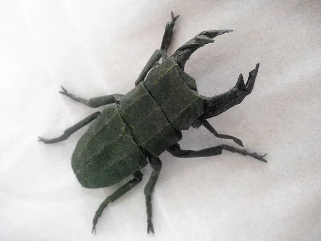 Stag Beetle - Dorcus Curvidens
