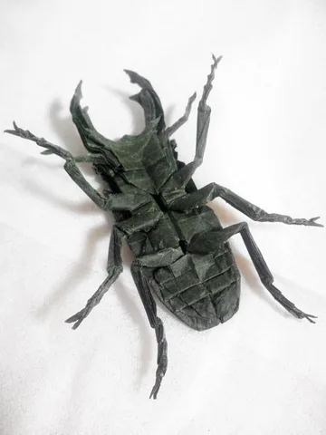 Stag Beetle - Dorcus Curvidens