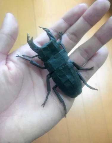 Stag Beetle - Dorcus Curvidens