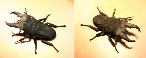 Stag Beetle - Dorcus Titanus