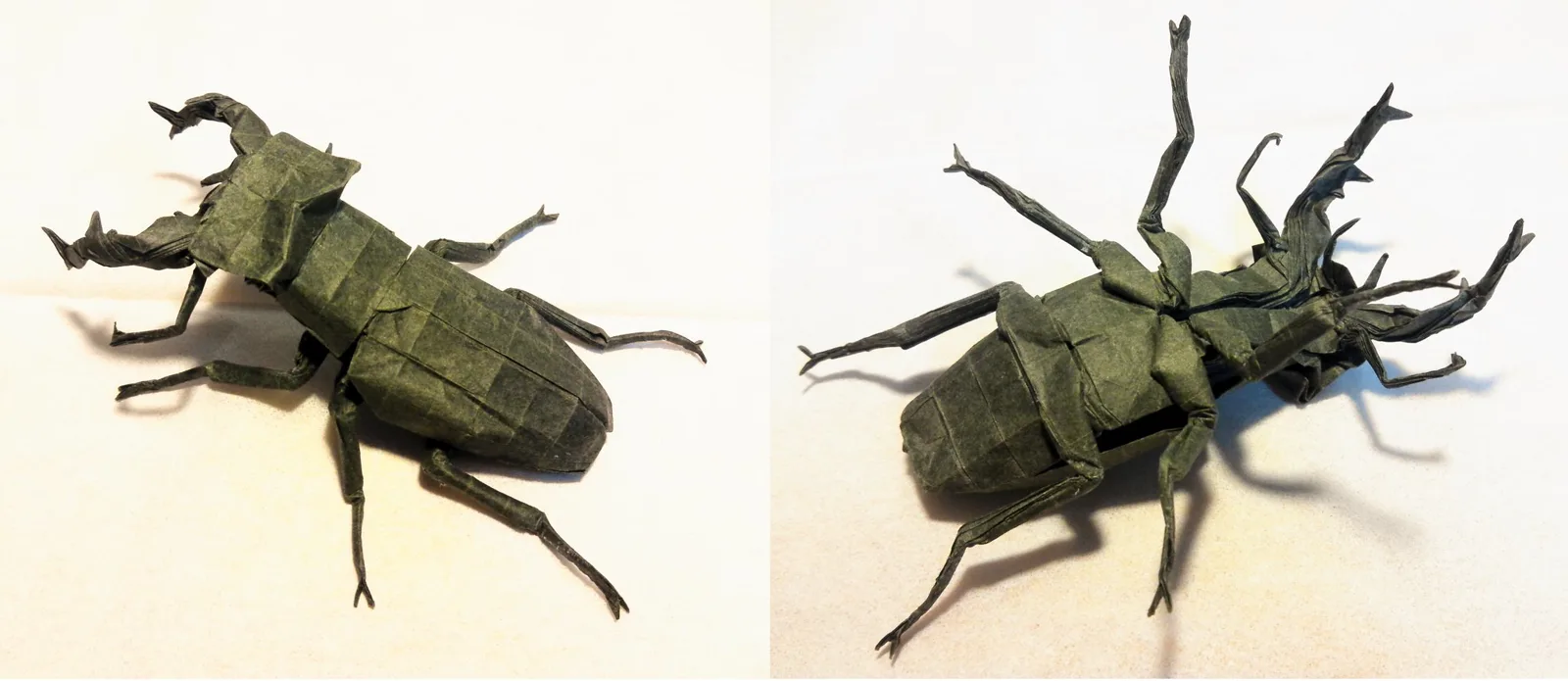 Stag Beetle - Lucanus Cervus Judaicus