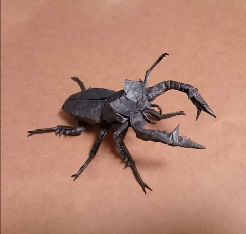Stag Beetle - Lucanus Cervus Judaicus