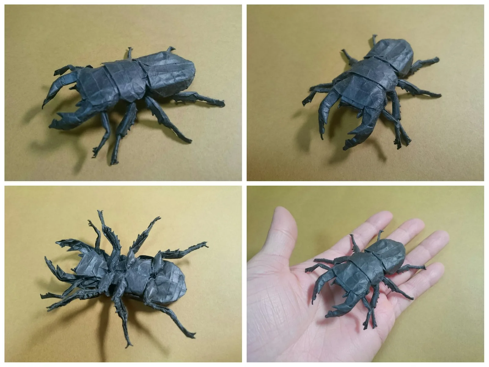 Stag Beetle Giant - Dorcus Hopei Binodulosus