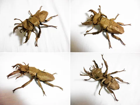 Stag Beetle Miyama (PD) Lucanus maculifemoratus