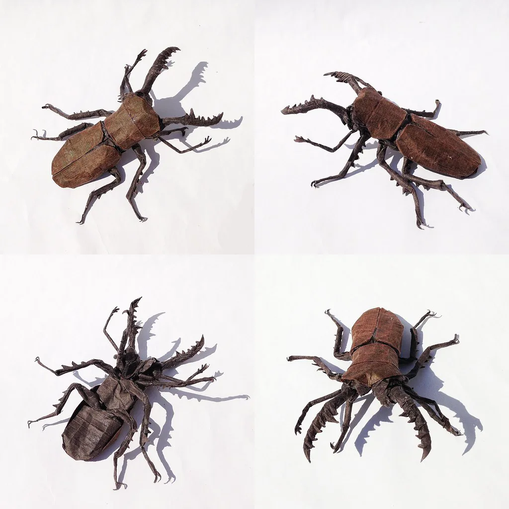 Stag beetle - Prosopocoilus inclinatus
