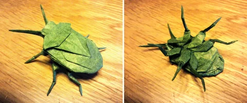 Stink Bug