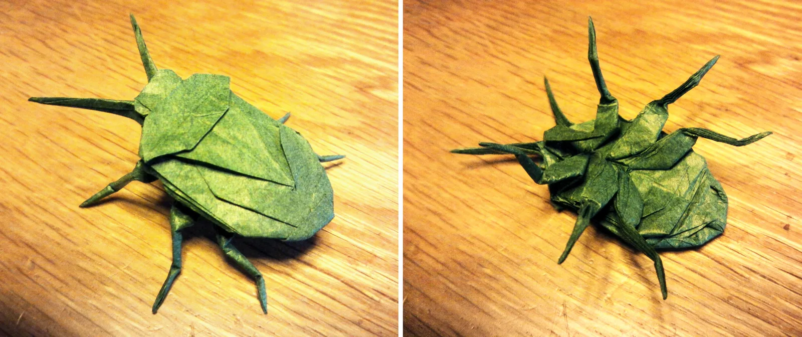 Stink Bug