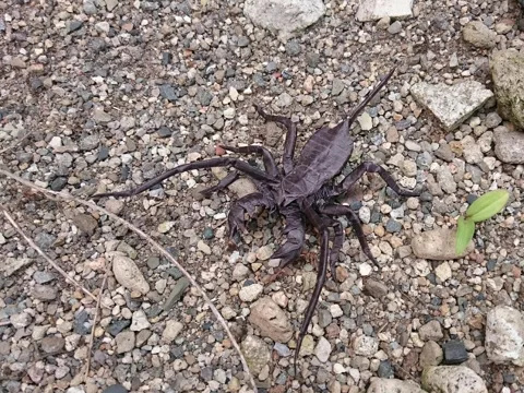 Vinegaroon v2
