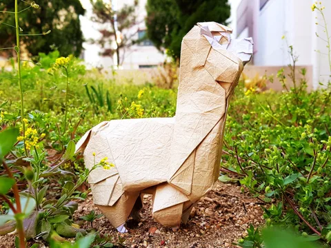 Alpaca