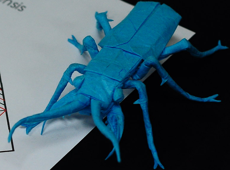 Cicindela Chinensis