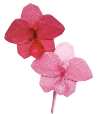 Orchid