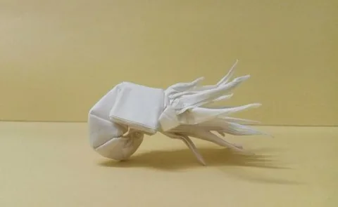 Nautilus - Holding lotus