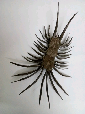 Scolopendra