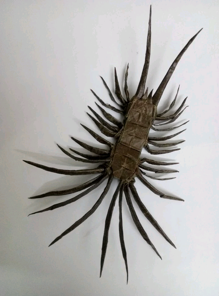 Scolopendra