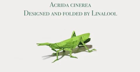 Acrida Cinerea Grasshopper