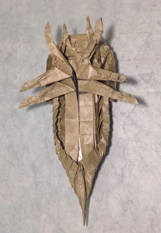 Hibbertopterus scouleri (PD)