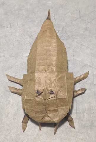 Hibbertopterus scouleri (PD)