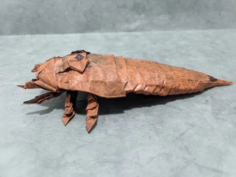 Hibbertopterus scouleri (PD)