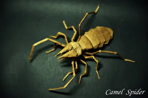 Camel spider