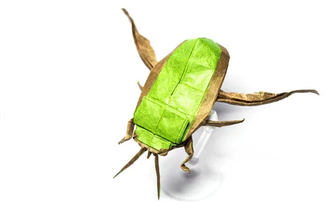 Cybister japonicus
