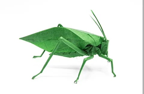 Katydid