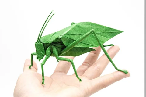 Katydid