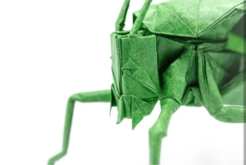 Katydid