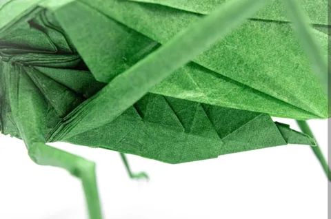 Katydid