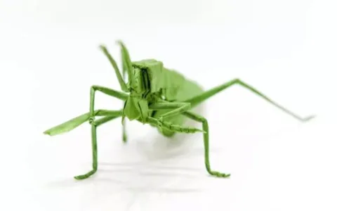 Leg snack (PD) mantis eating leg