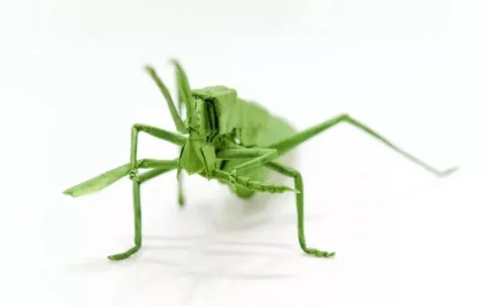 Leg snack (PD) mantis eating leg