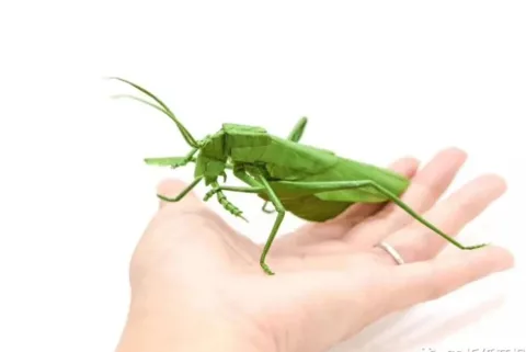 Leg snack (PD) mantis eating leg