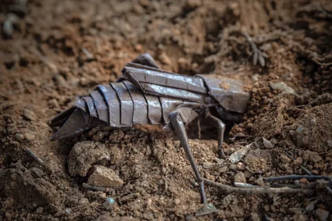 Mole cricket