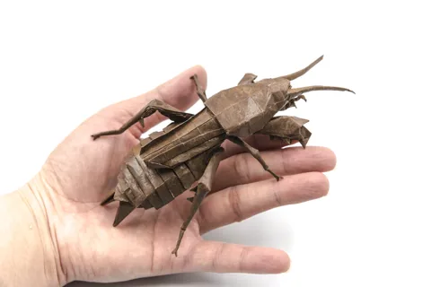Mole cricket