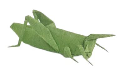 Grasshopper