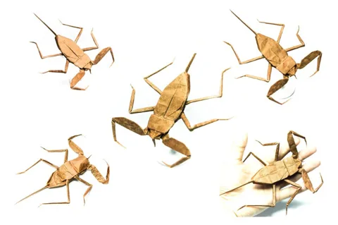 Water scorpion (PD) Laccotrephes japonensis