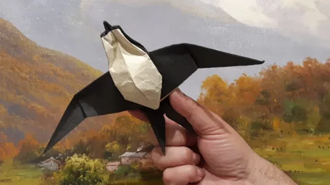 Swallow