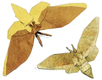 Acheronita lachesis