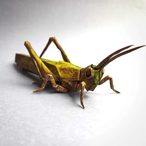 Locust